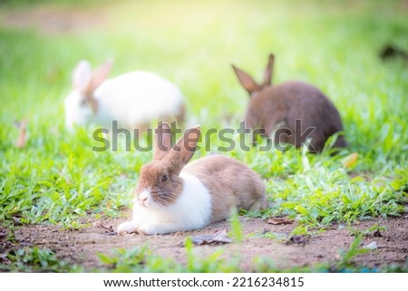 cute rabbit on green grass