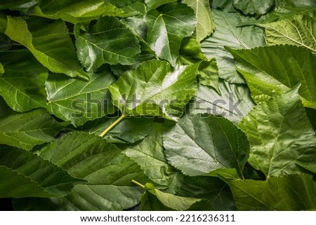 Fresh mulberry leaves for making tea leaves or raising silkworms, Mulberry leaves for copy space. Royalty-Free Stock Photo #2216236311