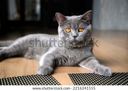 Young black cat sitting on a wooden floor in the house, blue British Shorthair cat, dark orange eyes, pure pedigree, beautiful and handsome. Comfortable pose, full body front view and back view. Royalty-Free Stock Photo #2216241555