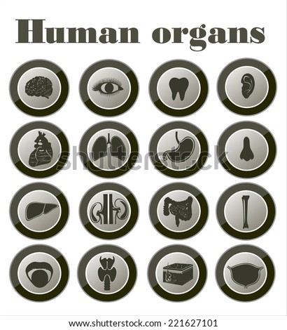 Human anatomy icons