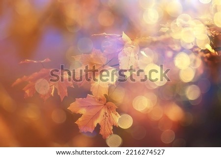 abstract autumn fall background leaves yellow nature october wallpaper seasonal