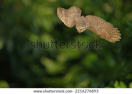Spotted owl flying in dark background