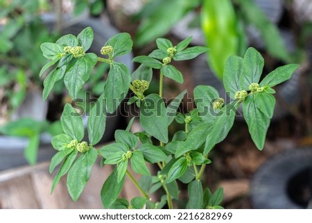 Garden spurge, Asthma weed, Snake weed, Milkweeds (Euphorbia Hirta) are growing in tropical herb garden Royalty-Free Stock Photo #2216282969