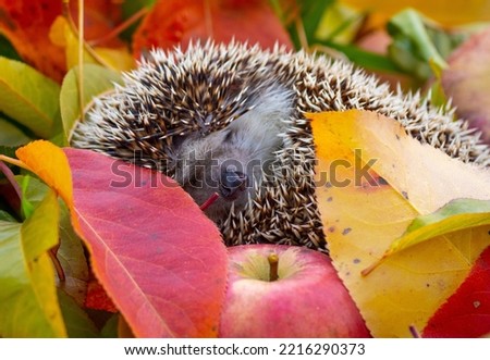 Hedgehog in the garden - nice autumnal picture