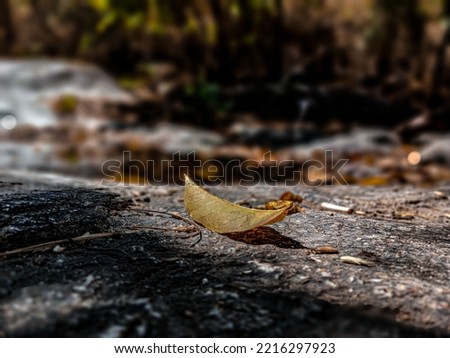 A leaf on the rock floor. The close up leaf. A leaf fall to the floor.