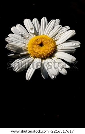 Daisy beautiful chamomile flowers on dark.  Top view with copy space