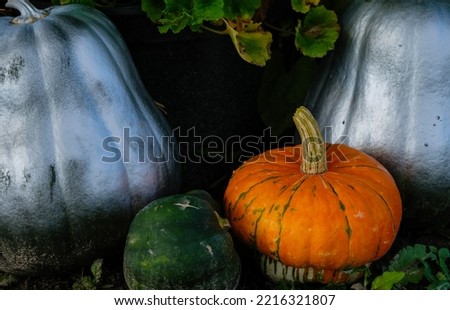 Orange and silver pumpkins. Dark photo. Halloween ideas.