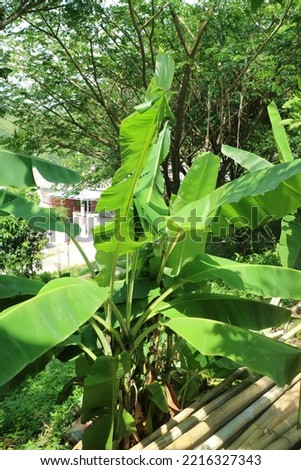 a photo of a banana tree with green leaves growing in the garden