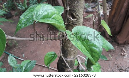 Fresh nature green betel leaves or daun sirih hijau or daun suruh in the tree for herbal medicine