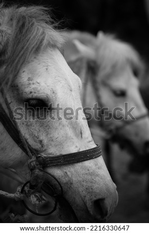 White horse picture in black and white