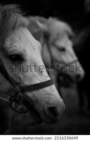 White horse picture in black and white