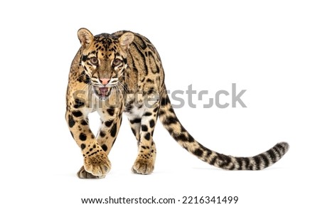 Angry Clouded leopard, Neofelis nebulosa, walking towards the camera showing his teeth