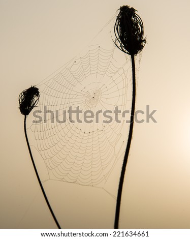 web with drops of dew on plants in rural areas 