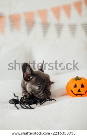 Happy beautiful gray pet doggy sitting on white bed celebrates Halloween. Young French bulldog with blue eyes playing with toy pumpkin Jack and spiders for hallows eve at bedroom decorated for party