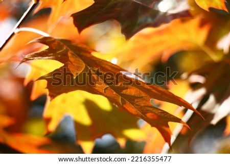 Sunny autumn day. A red oak leaf on a motley water color background of leaves. In total in original solar lighting.