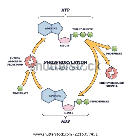 Phosphorylation ATP, ADP cycle with detailed process stages outline diagram. Labeled educational energy conversion and absorption from food to make phosphate group bonds formation vector illustration. Royalty-Free Stock Photo #2216359451