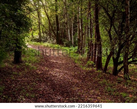 Walking path in autumn park covered with fallen leaf. Selective focus. Fall color of nature background. Nobody.