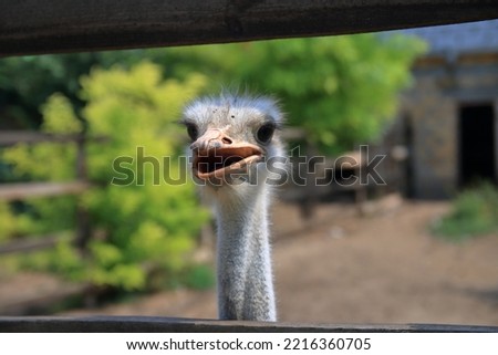 The photo was taken on an ostrich farm in the Odessa region. the picture shows ostrich faces close-up.