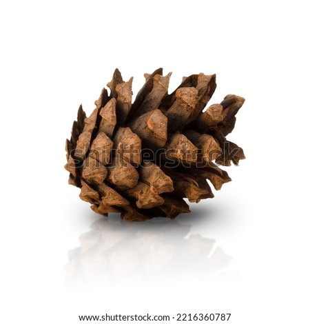 pine cone, on a white background