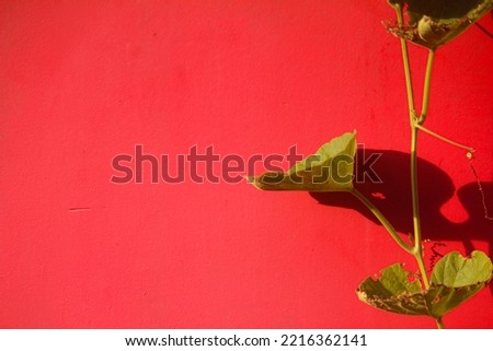 ivy on a red background wall evening light