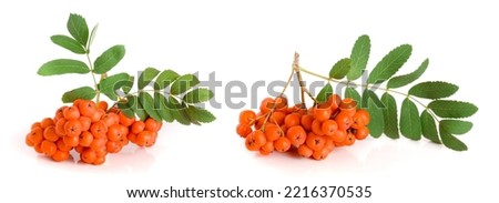Orange rowan with leaf isolated on white background