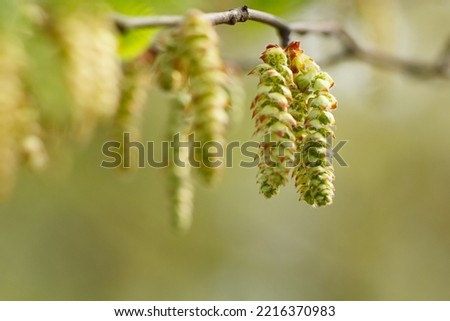 Birch buds on a branch, buds on a bokeh background. Royalty-Free Stock Photo #2216370983
