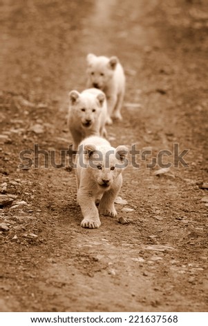 Three very young baby white lion walks towards the camera.