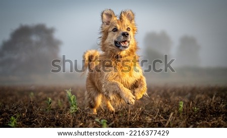 Happy small dog runnig through autumn field