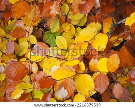Close-up Picture of Colourful Fall Leaves 