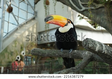 Scientific name Ramphastos toco and common names the toco toucan, the common toucan or giant toucan bird in the rainforest