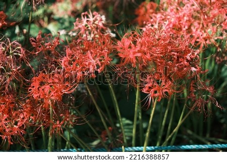 Image of Red spider lily in Autumn, Japan