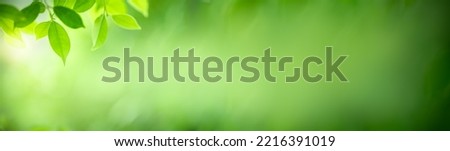 Nature of green leaf in garden at summer. Natural green leaves plants using as spring background cover page greenery environment ecology lime green wallpaper Royalty-Free Stock Photo #2216391019