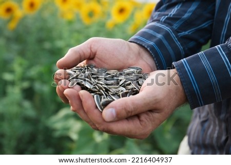 Man holding heap of sunflower seeds in field, closeup