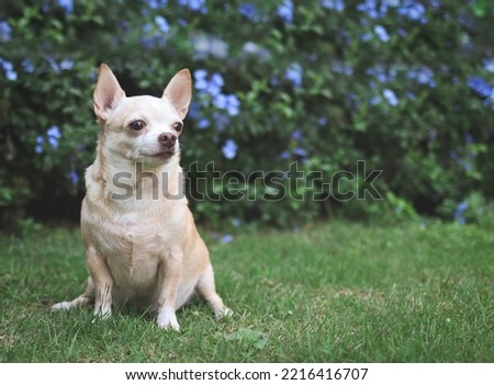 Portrait of brown short hair  Chihuahua dog sitting on green grass in the garden with purple flowers blackground, looking away, copy space.
