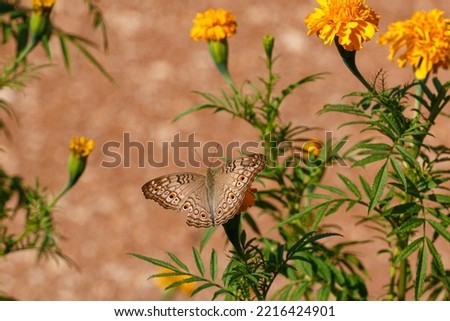 Butterfly on yellow flower  marigold with the nature background