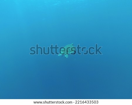 Turtle in the Red Sea off the coast of Egypt