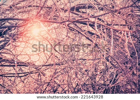 The sun shines brightly illuminating the ice covered branches of a tree making them sparkle after an ice storm during the winter season.  Filtered for a retro, vintage look. 