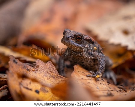 Common toad sitting in fallen leaves.