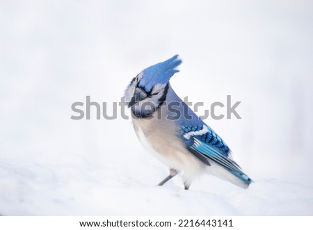 Blue Jay (Cyanocitta cristata) isolated on white background searching for food in a Canadian winter.