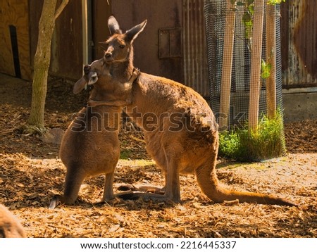 A vertical shot of adorable kangaroos hugging each other