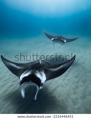 A beautiful shot of a Reef manta ray in the ocean