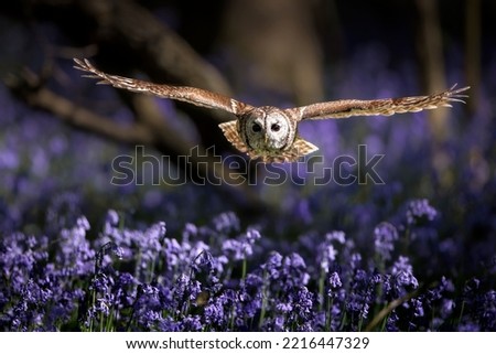 The tawny owl during flight  Strix aluco 