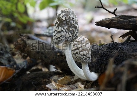 Magpie inkcap fungus. Beautiful mushroom photo. Coprinopsis picacea, species of fungus in the family Psathyrellaceae. Black and white mushroom. mushroom at the forest.