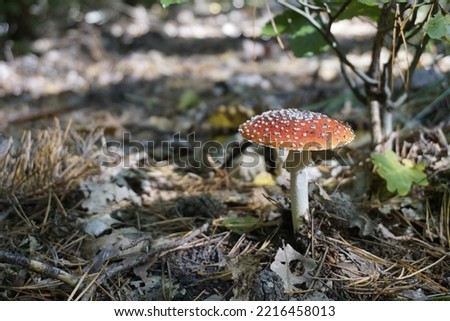 Fly agaric mushroom. Amanita muscaria mushroom. Beautiful mushroom at the forest. Redcap fungi. Beautiful Fall nature. Autumn forest. Magic forest. 