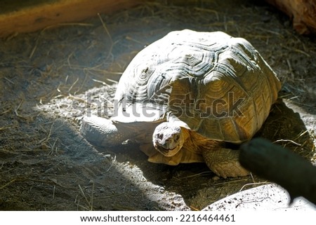 A picture of african spurred tortoise sulcata tortoise giant turtle in captivity