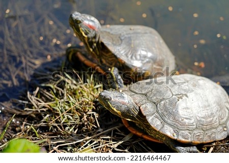 A picture of many red-eared slider terrapin turtles florida in swamp