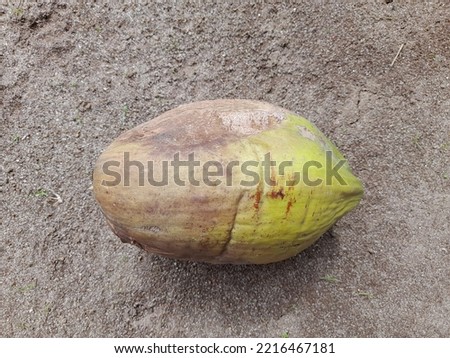 picture of an old coconut, used as a food spice