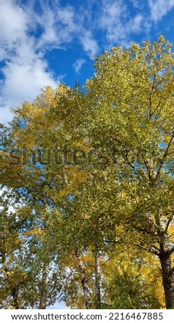 Autumn leaves on trees and blue sky