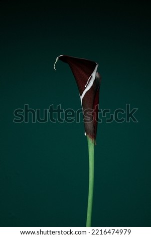 Vivid red Calla lilies flowers on green background. Nature flowery image, minimal style. One of bright blooming flowers. Blooms fresh Calla lily close up, floral still life poster, copy space