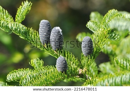 Black Spruce tree branch with immature cones Royalty-Free Stock Photo #2216478011
